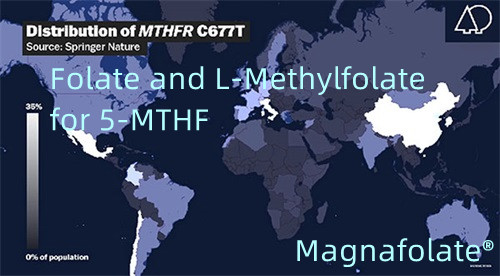Фолат и Л-метилфолат за 5-МТХФ