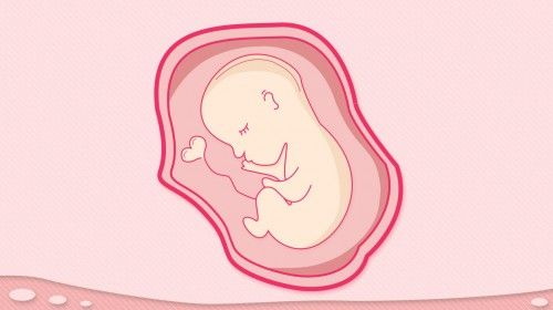 Фолна киселина доприноси функционисању репродуктивног система